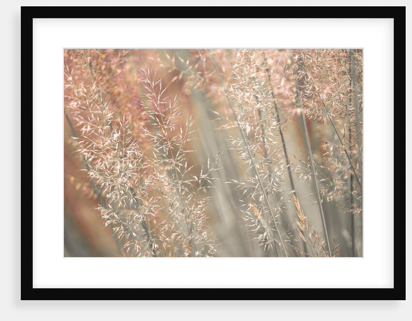 Fountain grass by Assaf Frank